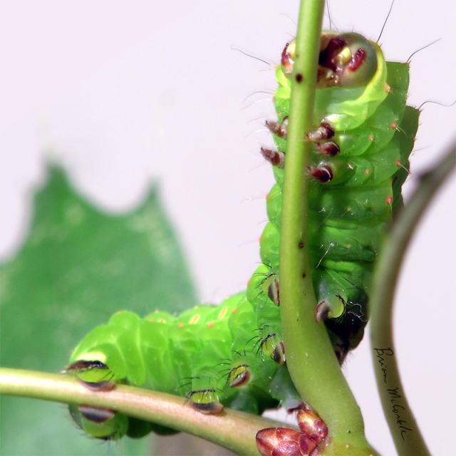 (image for) Luna Cat